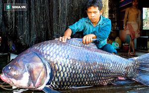 Loài cá khổng lồ có thể bị gạch khỏi sách đỏ VN: Vì sao nhà hàng sẵn sàng chi nghìn USD?