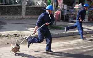 Tỉnh Nghệ An chỉ đạo lập tổ đội bắt chó thả rông, khống chế dịch dại