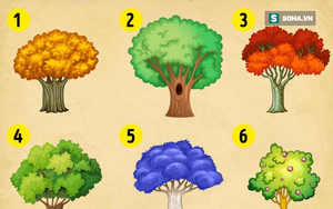 Bạn chọn cái cây nào? Điều đó sẽ tiết lộ vận may của bạn trong năm mới