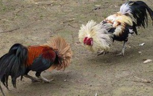 Đi xem đá gà, gà chết, người cũng chết