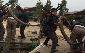Rắn hổ mang chúa khủng nặng khoảng 20kg mà người dân bắt được là rắn nuôi