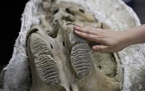 Đào đường hầm, công nhân ngỡ ngàng khi tìm thấy hóa thạch động vật 10.000 năm từ kỷ Băng Hà
