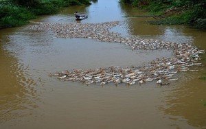 Thầy giáo dạy toán với bức ảnh ‘đàn vịt tạo hình chữ S’