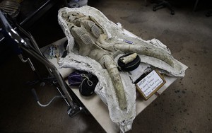 Đào đường hầm, công nhân ngỡ ngàng khi tìm thấy hóa thạch động vật 10,000 năm từ kỷ Băng Hà