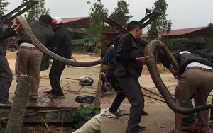 Kiểm lâm nghi có người mang rắn hổ mang chúa đến thả rồi bắt lại để "tạo sự kiện"
