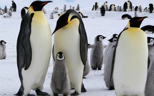 Phát hiện ra loài chim cánh cụt còn cao hơn chiều cao trung bình người Việt Nam, từng thống trị bờ biển New Zealand