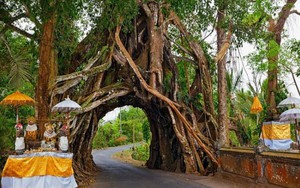 Cây lẻ bóng, cây dự trữ nước cho dân làng: Những loài cây kỳ lạ hay ‘kiệt tác’ của tự nhiên