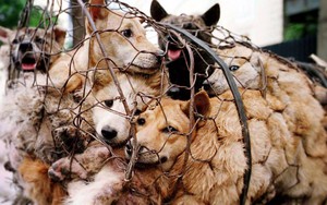 Cộng đồng phẫn nộ trước hình thức câu trộm ngày càng tinh vi ở Trung Quốc: Sử dụng phi tiêu tẩm độc giết chó
