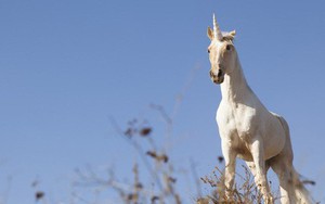 Thì ra kỳ lân (unicorn) là một loài có thực, nhưng hình dạng của nó sẽ khiến bạn... vỡ mộng