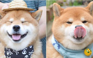 Chú chó Shiba Inu đẹp trai, vui tính được mệnh danh "thánh biểu cảm" của Nhật Bản