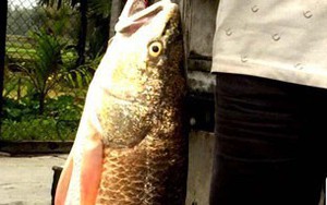 Bình Định: Bắt được “cá lạ” 5kg nghi cá sủ vàng