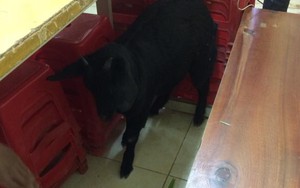 Dắt dê vào phòng thi với ý định đánh lạc hướng giám thị, cậu học sinh mất luôn pet cưng
