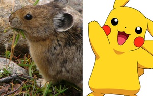 Sinh vật dễ thương giống Pikachu đang dần biến mất vì lý do không ai ngờ tới