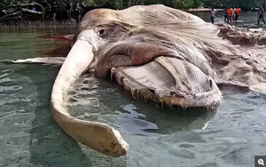 Các nhà khoa học đã tìm được danh tính của thủy quái dạt vào đảo ở Đông Nam Á