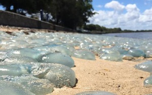 Hàng ngàn con sứa biển rủ nhau "nhuộm màu" bờ biển Australia