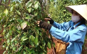 Giá tiêu giảm mạnh nhất 6 năm