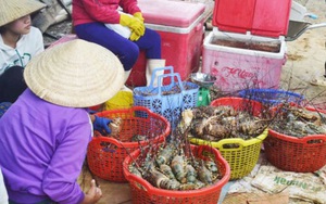 Thảm cảnh chưa từng thấy tại các lồng bè nuôi tôm hùm ở Phú Yên