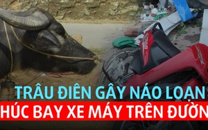 Trâu điên gây náo loạn rượt đuổi chủ, húc bay xe máy trên đường