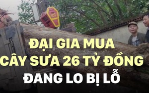 Đại gia mua cây sưa 26 tỷ đồng đang lo bị lỗ