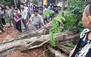 Hình ảnh chặt hạ cây sưa 200 năm tuổi giá 26 tỷ đồng ở Bắc Ninh