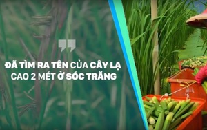 Cây lạ cao chót vót ở Sóc Trăng được gọi là “những chân của mỹ nhân”