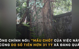 Cây sưa được ví như “khối vàng lộ thiên” đang chết dần, xã và dân chưa tìm được đồng thuận