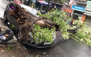 Cây xanh bật gốc, đè ô tô trên đường phố Đà Nẵng