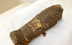 Sai lầm đáng sợ của khoa học: Xác ướp 2300 tuổi ở Ai Cập bị nhầm là... chim ưng cổ đại