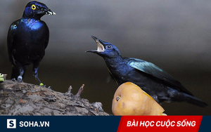 "Lấy trứng chọi đá": Một câu thành ngữ, ba bài học quý như vàng