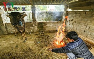 Điện Biên thiệt hại gần 7 tỷ đồng do rét đậm, rét hại