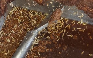 Dòi lúc nhúc, dơ bẩn trong cơ sở chế biến bánh tráng trộn
