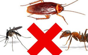 Mách bạn 3 mẹo an toàn giúp bạn trừ khử mấy con côn trùng đáng ghét