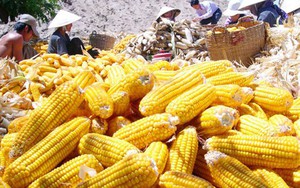 5 thực phẩm được ví như "thần hộ mệnh" của dạ dày: Chợ Việt vừa nhiều vừa rẻ!