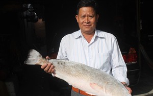 Câu được cá sủ vàng "khủng", trả tiền tỉ chưa bán