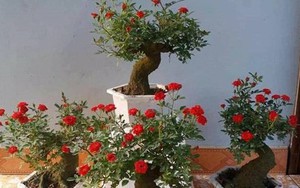 Độc, lạ hoa hồng giả cổ giá 1 triệu đồng/cây cháy hàng dịp Tết