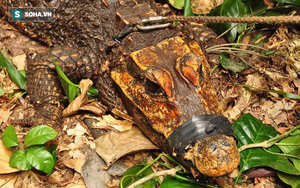 Bí ẩn loài cá sấu màu da cam kỳ dị, chuyên ăn dơi và sống trong hang sâu ở Gabon
