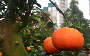 Một cây vàng không mua nổi cây quất trưng Tết tại vỉa hè Sài Gòn