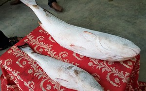 Chủ nhân bán cặp cá sủ vàng 1,5 tỷ đồng cho khách Trung Quốc, biếu người dẫn mối 50 triệu
