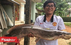 Người dân bắt được cá trê 'khủng' nặng gần 10kg ở Quảng Nam