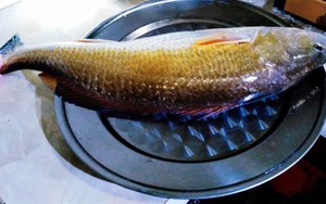 Ngư dân Huế câu được cá nghi sủ vàng quý hiếm