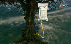 Truyền dịch cứu 1.000 cây cổ thụ: "Không sử dụng túi truyền dịch của Trung Quốc"