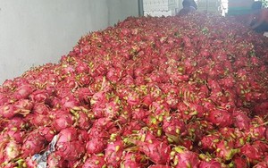 “Tôi đang mua thanh long xuất khẩu 120.000 đồng/kg”