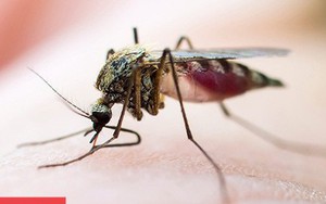 Không phải do 'ăn ở', 5 lý do này khiến bạn bị muỗi đốt nhiều hơn người khác