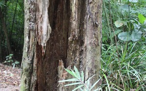 Thêm một cây Xích Tùng cổ chết, dự án cứu rừng Xích Tùng Yên Tử vẫn chưa được phê duyệt