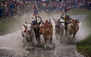 24h qua ảnh: Lễ hội đua bò trên ruộng lúa ở Việt Nam