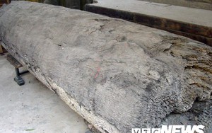 Ngôi làng ở Hưng Yên: Cứ đào xuống đất là trúng mộ thân cây vài ngàn năm tuổi