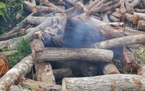 Ngang nhiên tưới xăng đốt gỗ tang vật khiến một cán bộ kiểm lâm bị cháy xém tóc, bỏng tay