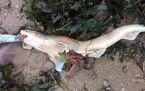 Thêm một hình ảnh đau lòng nữa về ô nhiễm rác nhựa: Cá mập chết khi đang ngậm vỏ chai nước