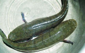 Cá lóc, thực phẩm vị thuốc