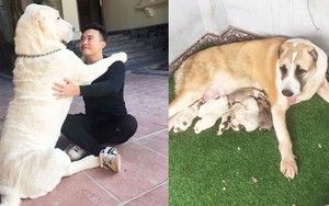 Chó bố nặng gần 90 kg và đàn chó con hiếm gây "sốt” mạng xã hội Việt
